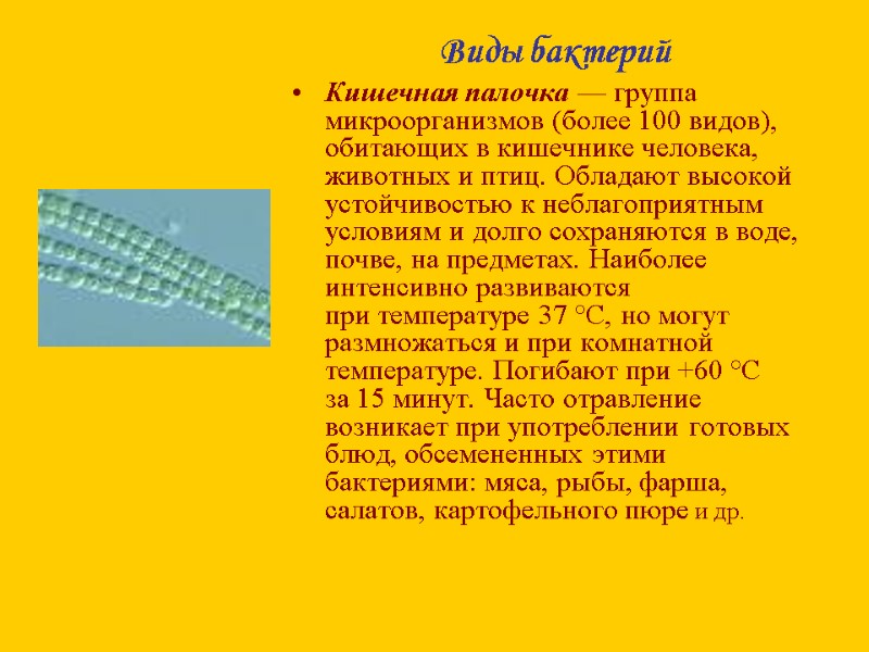 Виды бактерий Кишечная палочка — группа микроорганизмов (более 100 видов), обитающих в кишечнике человека,